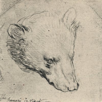 Cabeza de un oso, c1480 de Leonardo da Vinci