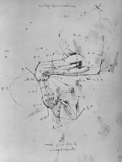 Dibujo medido de la pata delantera izquierda de un caballo, c. 1480 de Leonardo da Vinci