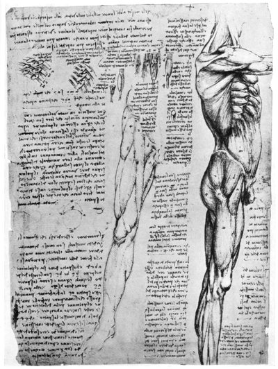 Estudios de músculos, finales del siglo XV o principios del siglo XVI de Leonardo da Vinci