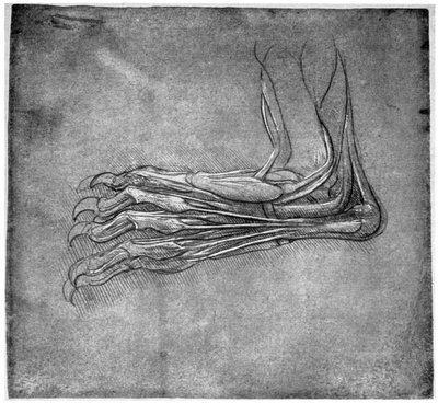 Músculos y tendones en un pie, posiblemente de una liebre, finales del siglo XV o principios del siglo XVI, 1954 de Leonardo da Vinci