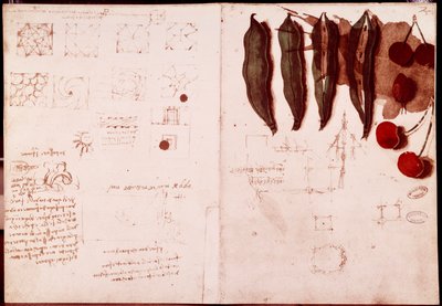 Notas y bocetos de botánica y geometría. Dibujo en doble página de manuscrito de Leonardo da Vinci (1452-1519) de Leonardo da Vinci