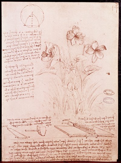 Notas y bocetos de botánica y geometría: narciso de Leonardo da Vinci