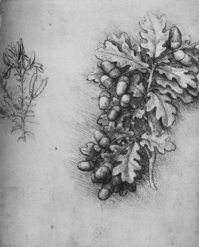 Hojas de Roble con Bellotas y Dyers Greenweed, c1480 de Leonardo da Vinci