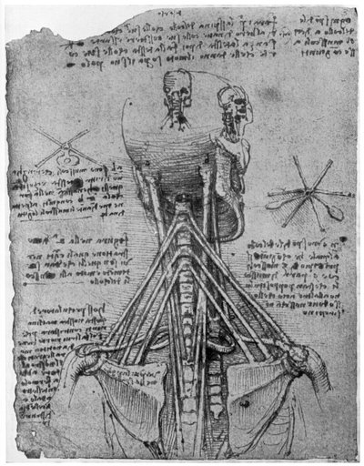Vista trasera de un esqueleto mostrando los tendones del cuello, finales del siglo XV o principios del XVI de Leonardo da Vinci