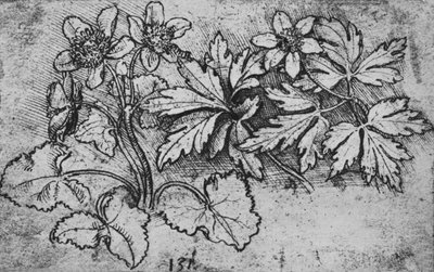 Boceto de una planta, c1480 1945 de Leonardo da Vinci