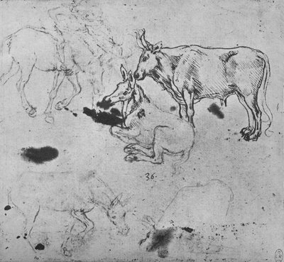 Estudios de asnos y de un buey, c1480 1945 de Leonardo da Vinci