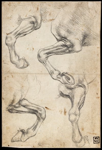 Estudios de la pata del caballo de Leonardo da Vinci
