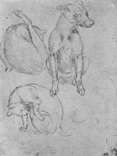 Estudios de un perro y un gato, c1480 1945 de Leonardo da Vinci