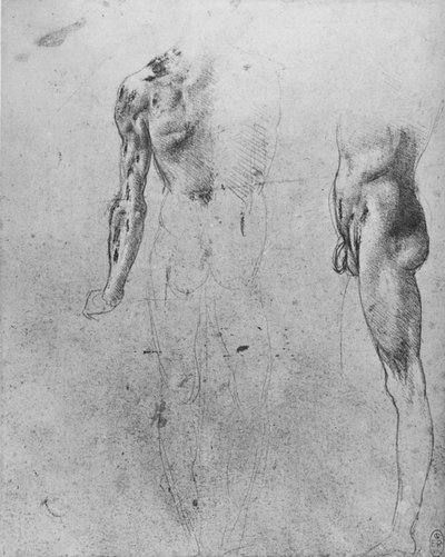 Estudios de un hombre desnudo visto desde la espalda y desde el costado, c1480 1945 de Leonardo da Vinci
