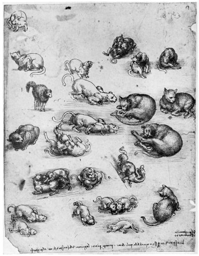 Estudios de gatos, 1513-1515 1954 de Leonardo da Vinci