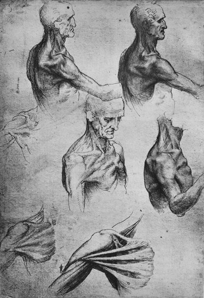 Estudios de la cabeza y los hombros de un hombre, c.1480 de Leonardo da Vinci