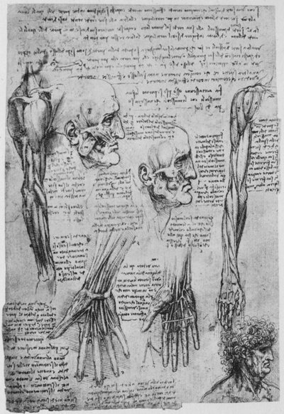 Estudios de los músculos de la cara y el brazo, c. 1480, 1945 de Leonardo da Vinci