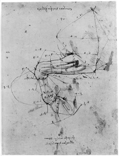 Estudio en proporción de la pierna de un caballo, finales del siglo XV o principios del siglo XVI de Leonardo da Vinci