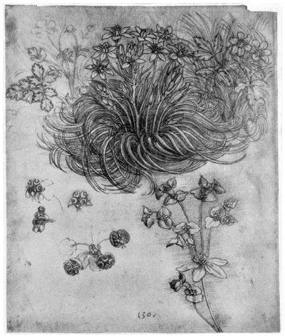 Estudio de una planta Estrella de Belén de Leonardo da Vinci