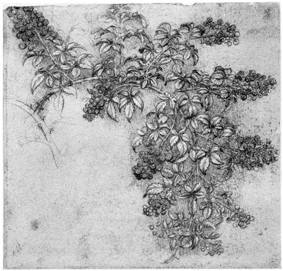 Estudio de una rama de mora de Leonardo da Vinci