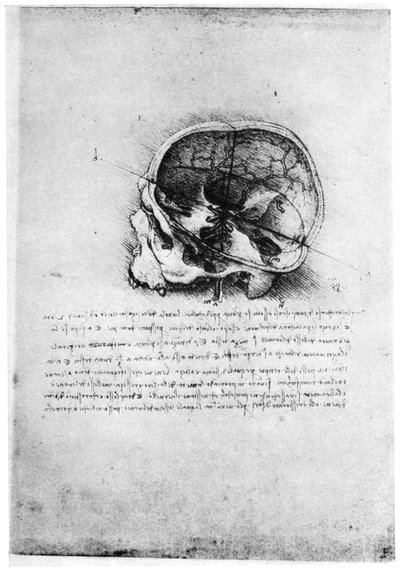Estudio de un cráneo humano, finales del siglo XV o principios del XVI, 1954 de Leonardo da Vinci