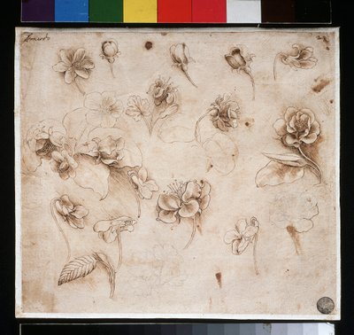 Estudio de flores de Leonardo da Vinci