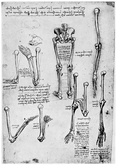 Estudio de huesos humanos, finales del siglo XV o XVI, 1954 de Leonardo da Vinci