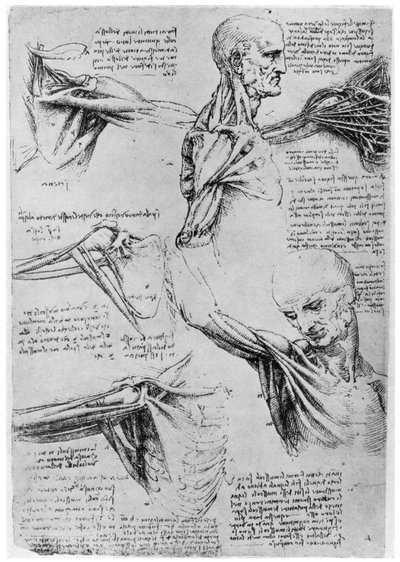 Estudio de articulaciones del hombro, 1510-1511 1954 de Leonardo da Vinci