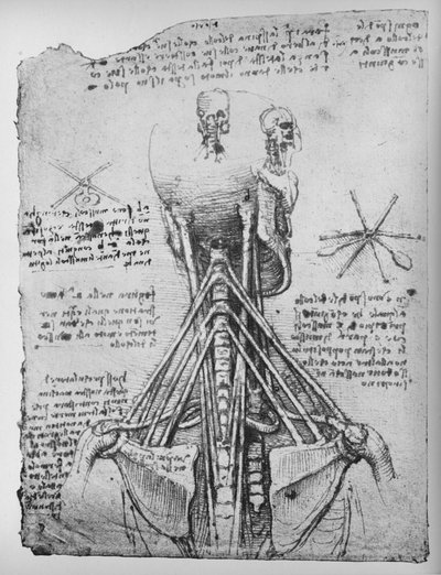 Estudio de la vista posterior de un esqueleto, mostrando los tendones del cuello, c1480 de Leonardo da Vinci