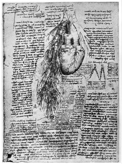 Estudio del corazón y las arterias bronquiales, finales del siglo XV o principios del siglo XVI, 1954 de Leonardo da Vinci