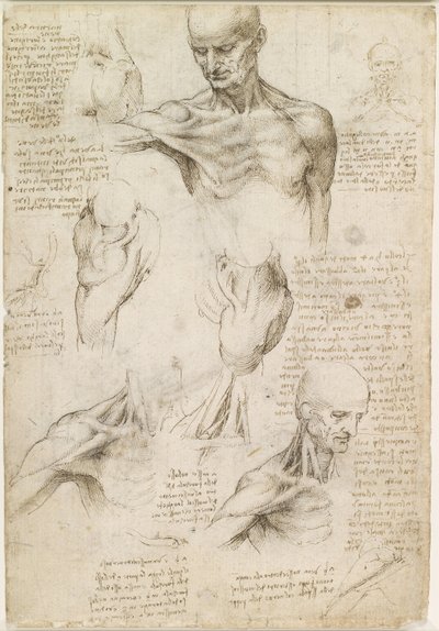 Anatomía superficial del hombro y del cuello (recto) de Leonardo da Vinci