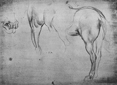 Tres bocetos de la parte trasera de un caballo y uno de sus orificios nasales, c1480 1945 de Leonardo da Vinci