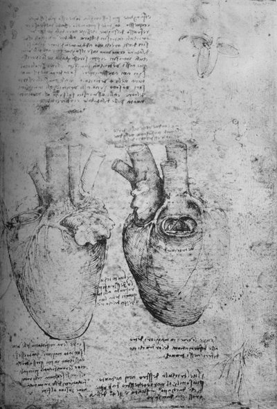 Dos dibujos del corazón de Leonardo da Vinci
