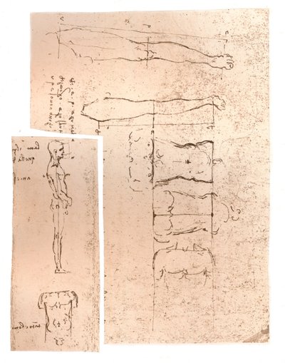 Dos dibujos que ilustran la teoría de las proporciones de la figura humana, c1472-c1519 1883 de Leonardo da Vinci