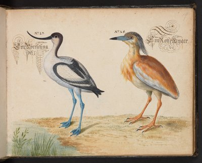 Añadir 6485 f.19 Avoceta y Garcilla cangrejera de Leonhard Baldner