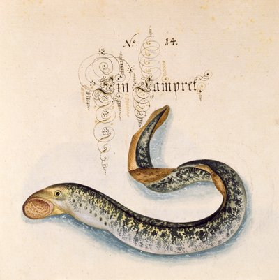Añadir 6485 f.50 Lamprea de mar de Leonhard Baldner