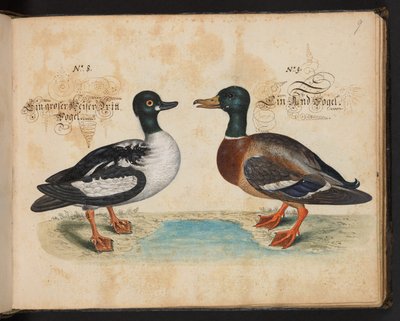 "Descripción natural exacta y descripción de las aves acuáticas, peces, cuadrúpedos, insectos y gusanos que se encuentran en las aguas de Estrasburgo, que yo mismo he cazado y manipulado. Leonard Baldner, pescador y ciudadano de Estrasburgo", c de Leonhard Baldner