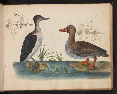 "Descripción natural exacta y descripción de las aves acuáticas, peces, cuadrúpedos, insectos y gusanos que se encuentran en las aguas de Estrasburgo, que yo mismo he cazado y manipulado. Leonard Baldner, pescador y ciudadano de Estrasburgo", c de Leonhard Baldner