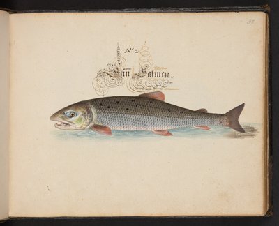"Descripción natural exacta y descripción de las aves acuáticas, peces, cuadrúpedos, insectos y gusanos que se encuentran en las aguas de Estrasburgo, que yo mismo he cazado y manipulado. Leonard Baldner, pescador y ciudadano de Estrasburgo", c de Leonhard Baldner
