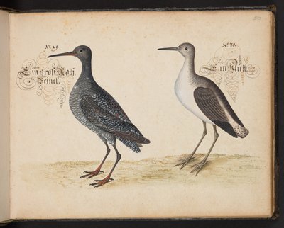 "Descripción natural exacta y descripción de las aves acuáticas, peces, cuadrúpedos, insectos y gusanos que se encuentran en las aguas de Estrasburgo, que yo mismo he cazado y manipulado. Leonard Baldner, pescador y ciudadano de Estrasburgo", c de Leonhard Baldner