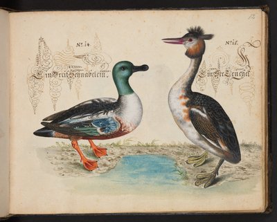 "Descripción natural exacta y descripción de las aves acuáticas, peces, cuadrúpedos, insectos y gusanos que se encuentran en las aguas de Estrasburgo, que yo mismo he cazado y manipulado. Leonard Baldner, pescador y ciudadano de Estrasburgo", c de Leonhard Baldner