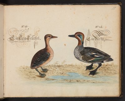 "Descripción natural exacta y descripción de las aves acuáticas, peces, cuadrúpedos, insectos y gusanos que se encuentran en las aguas de Estrasburgo, que yo mismo he cazado y manipulado. Leonard Baldner, pescador y ciudadano de Estrasburgo", c de Leonhard Baldner
