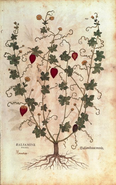 Balsamina (Momordica balsamina) de De historia stirpium commentarii insignes (Notable Commentaries on the History of Plants) de Leonhard Fuchs