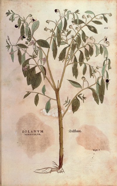 Belladona - Atropa belladonna por Leonhart Fuchs de De historia stirpium commentarii insignes, grabado coloreado de Leonhard Fuchs