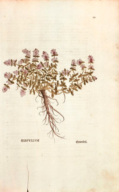 Tomillo silvestre (Thymus serpyllum) de De historia stirpium commentarii insignes (Notable Commentaries on the History of Plants) de Leonhard Fuchs