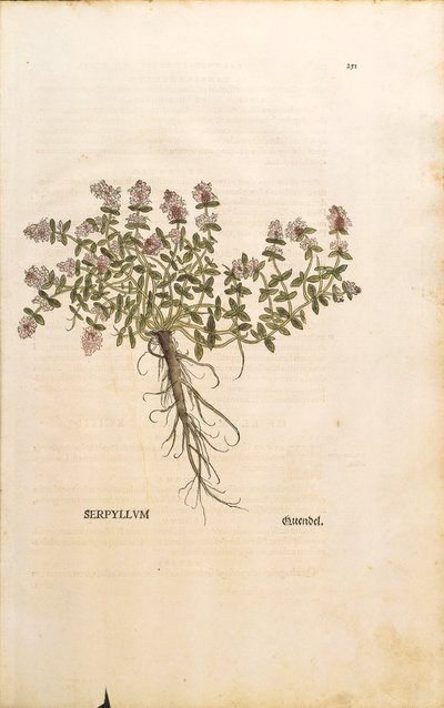 Tomillo silvestre (Thymus serpyllum), grabado coloreado por Leonhart Fuchs de Leonhard Fuchs