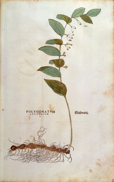 Sello de Salomón de hoja ancha (Polygonatum latifolium) de Leonhard Fuchs