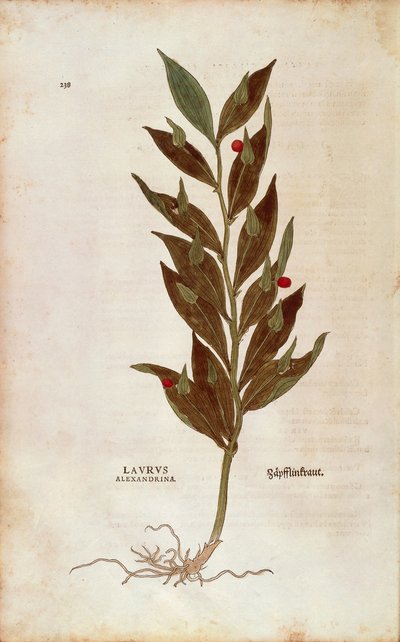 Rusco o acebo de rodilla - Ruscus aculeatus (Laurus alexandrina) de De historia stirpium commentarii insignes (Notable Commentaries on the History of Plants) de Leonhard Fuchs