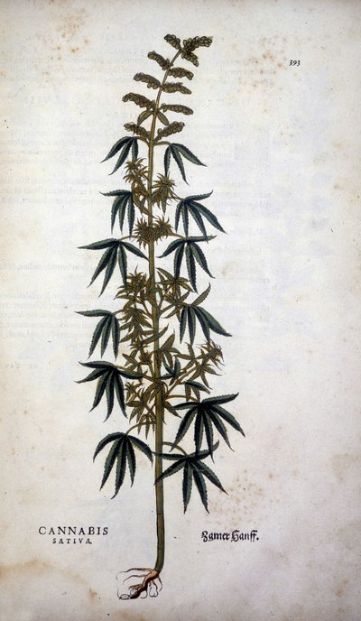 Cannabis Sativa (Cáñamo cultivado) - en "De Historia Stirpium commentarii insignia" de Leonhart Fuchs de Leonhard Fuchs