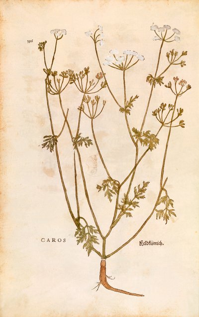 Alcaravea - Carum carvi (Caros) por Leonhart Fuchs de De historia stirpium commentarii insignes (Notable Commentaries on the History of Plants), grabado coloreado de Leonhard Fuchs