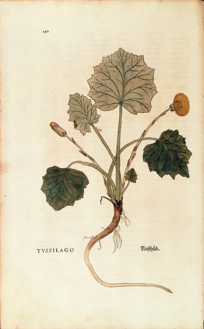 Tussilago (Tussilago farfara) por Leonhart Fuchs de De historia stirpium commentarii insignes, grabado coloreado de Leonhard Fuchs