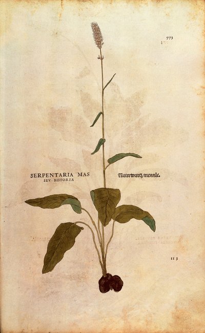Bistorta común - Persicaria bistorta por Leonhart Fuchs de De historia stirpium commentarii insignes, grabado coloreado de Leonhard Fuchs