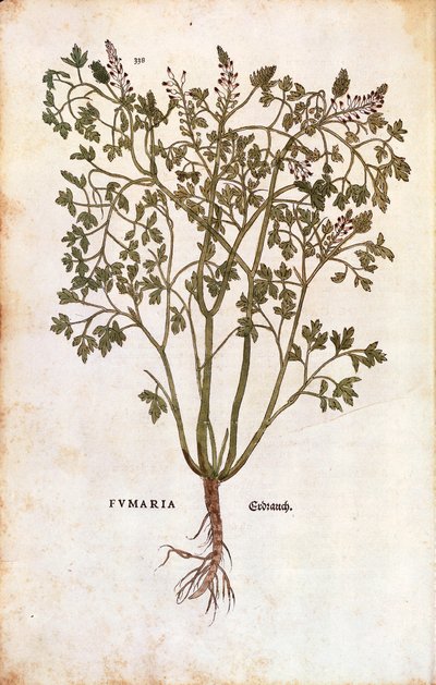 Fumaria común (Fumaria officinalis) de Leonhard Fuchs