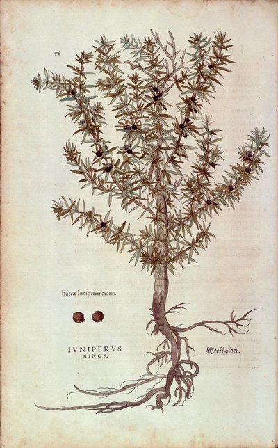 Enebro común - Juniperus communis (Juniperus minor) por Leonhart Fuchs de De historia stirpium commentarii insignes (Notable Commentaries on the History of Plants), grabado coloreado de Leonhard Fuchs