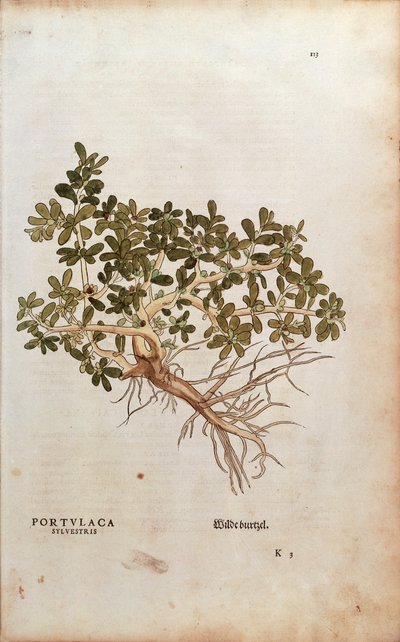 Verdolaga común - Portulaca oleracea (Portulaca sylvestris) de De historia stirpium commentarii insignes (Notable Commentaries on the History of Plants) de Leonhard Fuchs